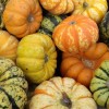                                                                                                                                       CarPro Askı Koku - Bal Kabağı Kokulu ( Squash ) Sarı